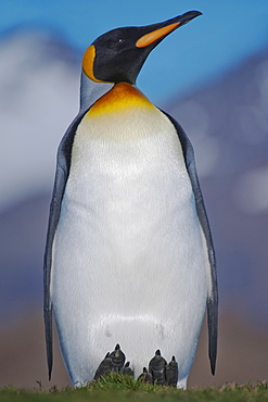 King Penguin, Aptenodytes patagonicus, with the mountains of South Georgia in the background, Salisbury Plain, South Georgia, South Atlantic Ocean.