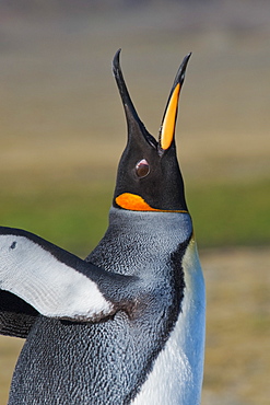 King Penguin, Aptenodytes patagonicus, trumpeting, Salisbury Plain, South Georgia, South Atlantic Ocean.