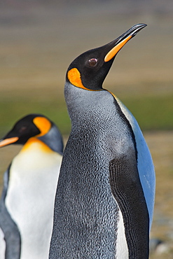 King Penguin, Aptenodytes patagonicus, displaying to attract a mate, Salisbury Plain, South Georgia, South Atlantic Ocean.