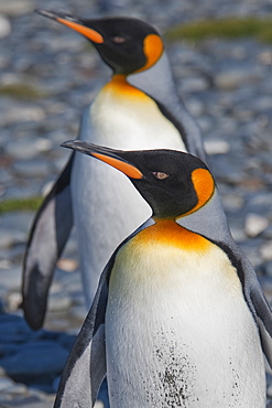 King Penguin, Aptenodytes patagonicus, courting behaviour, Salisbury Plain, South Georgia, South Atlantic Ocean.