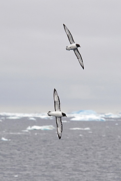 A pair of Cape Petrels, Daption capense, soaring with icebergs in the background, Weddell Sea, Antarctica.