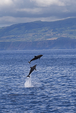 Atlantic Spotted Dolphin (Stenella frontalis) two animals breach simultaneously with the Island of Faial in the background. Azores, Atlantic Ocean.