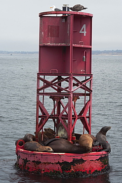 California sealions (Zalophus californianus), on buoy, Monterey, California, United States of America, North America