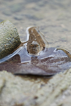 Common mudskipper (Periophthalmus Modestus), Hong Kong mangrove forest, Hong Kong, China, Asia