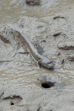 Great blue spotted mudskipper (Boleophthalmus pectinirostris), Mangrove forest, Hong Kong, China, Asia