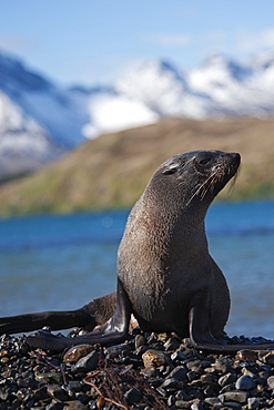 Antarctic fur seal (Arctocephalus gazella) female with mountains in the background, South Georgia, South Atlantic Ocean, Polar Regions