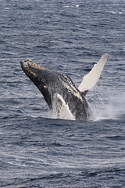 Humpback whale (Megaptera novaeangliae) breaching, Antarctic Peninsula, Antarctica, Polar Regions