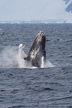 Humpback whale (Megaptera novaeangliae) breaching, Antarctic Peninsula, Antarctica, Polar Regions