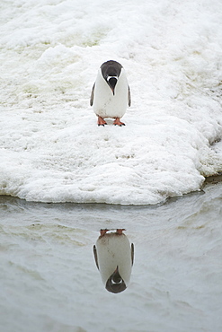 Gentoo penguin (Pygoscelis papua) staring at reflection. Neko Harbour, Antarctic Peninsula, Antarctica, Polar Regions