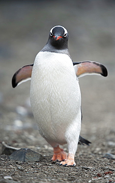 Gentoo penguin (Pygoscelis papua), portrait, Hannah Point, South Shetland Islands, Antarctica, Polar Regions 