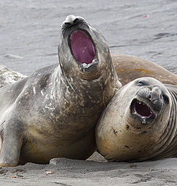 Southern Elephant Seal bulls (Mirounga leonina) fighting, Hannah Point, South Shetland Islands, Antarctica, Polar Regions 