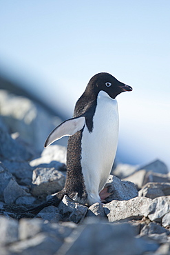 Adelie penguin (Pygoscelis adeliae), Petermann Island, Antarctic Peninsula, Antarctica, Polar Regions 