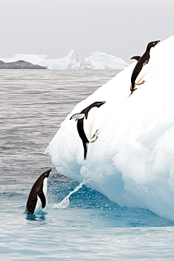 Adelie penguins (Pygoscelis adeliae) group jumping on iceberg, Antarctic Peninsula, Antarctica, Polar Regions 