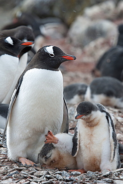 Gentoo penguin adult and chicks (Pygoscelis papua) in colony, Hannah Point, South Shetland Islands, Antarctica, Polar Regions