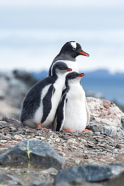 Gentoo penguin adult and chicks (Pygoscelis papua), Hannah Point, South Shetland Islands, Antarctica, Polar Regions