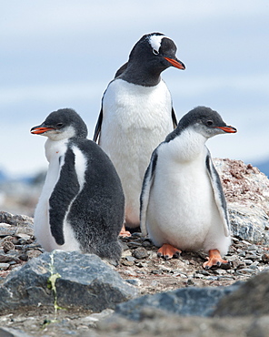 Gentoo penguin adult and chicks (Pygoscelis papua), Hannah Point, South Shetland Islands, Antarctica, Polar Regions