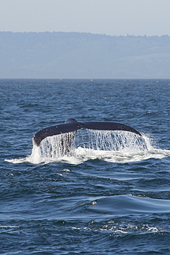 Humpback whale (Megaptera novaeangliae) fluking, Monterey, California, United States of America, North America