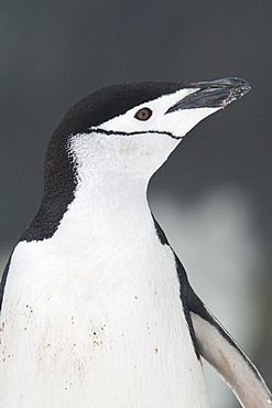 Chinstrap Penguin portrait, Pygoscelis antarcticus, Half Moon Island, South Shetland Islands