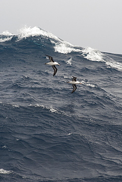 A pair of Black browed Albatross, Thalassarche melanophrys, gliding over large waves, Drake Passage, Southern Ocean