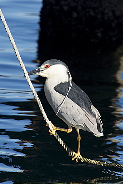 Black crowned night heron, Nycticorax nycticorax, Monterey, California, Pacific Ocean