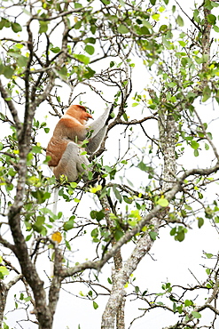 Proboscis monkey (Nasalis larvatus). wild adult male. Balikpapan Bay, East Kalimantan, Borneo, Indonesia, Southeast Asia, Asia