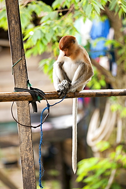 Proboscis monkey (Nasalis larvatus). young female kept captive as pet, East Kutai Regency, East Kalimantan, Borneo, Indonesia, Southast Asia, Asia