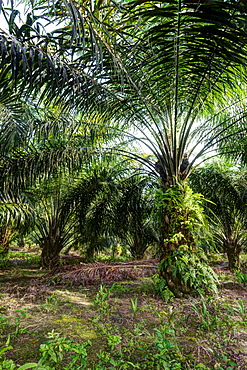 African oil palm (Elaeis guineensis) in an oil palm plantation. HDR photo. East Kalimantan, Borneo, Indonesia, Southeast Asia, Asia