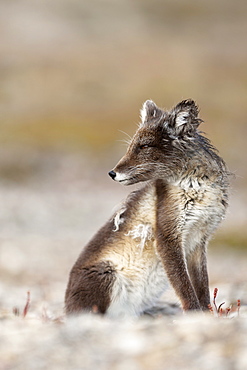 Arctic Fox (Vulpes lagopus) (Alopex lagopus), Svalbard, Norway, Scandinavia, Europe