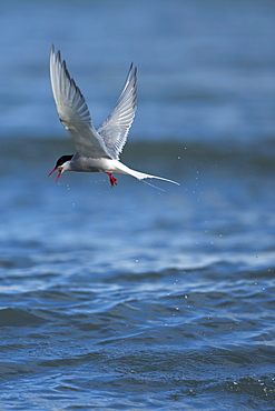 Arctic Tern (Sterna paradisaea), Svalbard, Norway, Scandinavia, Europe