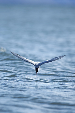 Arctic Tern (Sterna paradisaea), Svalbard, Norway, Scandinavia, Europe