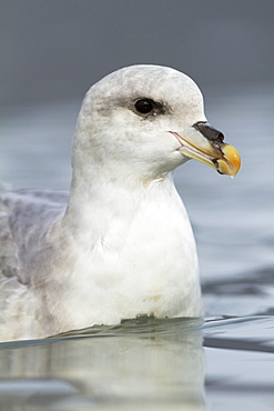 Northern fulmar (Fulmarus glacialis), Svalbard, Norway, Scandinavia, Europe