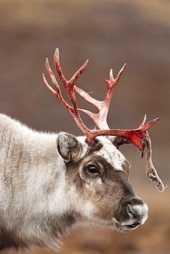 Svalbard reindeer (Rangifer tarandus platyrhynchus), Svalbard, Norway, Scandinavia, Europe