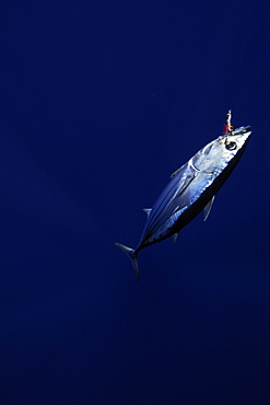 Skipjack tuna hooked in fishing line, Katsuwonus pelamis, Kailua-Kona, Hawaii, United States of America, Pacific