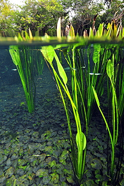 Split image of the lush vegetation above and below water, Sucuri River, Bonito, Mato Grosso do Sul, Brazil, South America