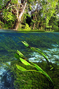 Split image of the lush vegetation above and below water, Sucuri River, Bonito, Mato Grosso do Sul, Brazil, South America