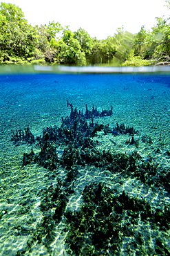 Underwater landscape of Olho D'Agua river, Bonito, Mato Grosso do Sul, Brazil, South America