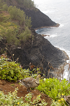 Endemic and endangered Nene bird (Hawaiian goose) (Branta sandwicensis), Kauai, Hawaii, United States of America, Pacific