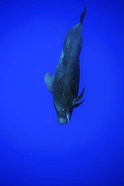 Short-finned pilot whale (Globicephala macrorhynchus), Kailua-Kona, Hawaii, United States of America, Pacific