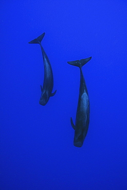 Short-finned pilot whale (Globicephala macrorhynchus), Kailua-Kona, Hawaii, United States of America, Pacific