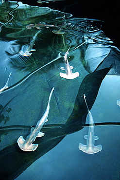 Scalloped hammerhead shark pups (Sphyrna lewini), kept for research, Hawaii Institute of Marine Biology, Kaneohe, Oahu, Hawaii, United States of America, Pacific