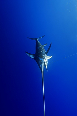 Swordfish ( Xiphias gladius), captured in longline, St. Peter and St. Paul's rocks, Brazil, South America