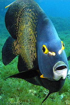 French angelfish (Pomacanthus paru), Ilha Rata, Fernando de Noronha national marine sanctuary, Pernambuco, Brazil, South America