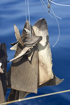 Shark fins sun-drying on commercial fishing vessel, Brazil, South America