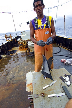 Fisherman strings shark fins for drying, offshore commercial longline shark fishing, Brazil, South America