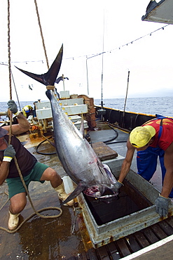 Fishermen lower yellowfin tuna (Thunnus albacares) into freezer, offshore commercial longline tuna fishing, Brazil, South America