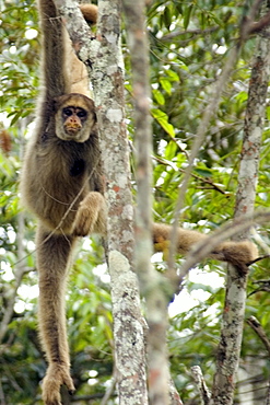 Northern muriqui (Brachyteles hypoxanthus), the largest monkey of the Americas and critically endangered, Feliciano Abdalla Private Reserve, Caratinga, Minas Gerais, Brazil, South America