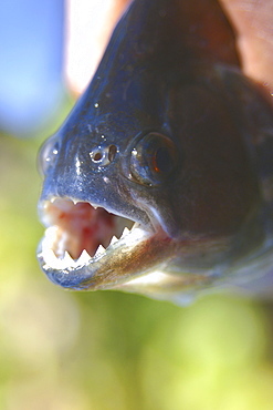 Piranha (Pygocentrus nattereri), a carnivorous fish, caught on a line, southern Pantanal, Mato Grosso do Sul, Brazil, South America