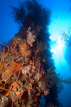 Mast encrusted with soft coral (Dendronephthya sp.), Shinkoku Maru, Truk lagoon, Chuuk, Federated States of Micronesia, Caroline Islands, Micronesia, Pacific Ocean, Pacific