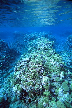 Coral reef, Mili, Marshall Islands, Pacific