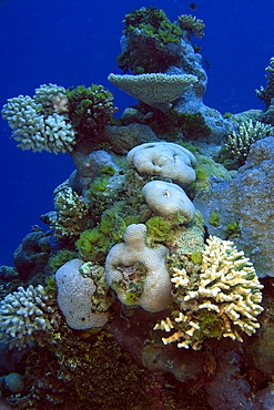 Coral reef, Namu atoll, Marshall Islands, Pacific